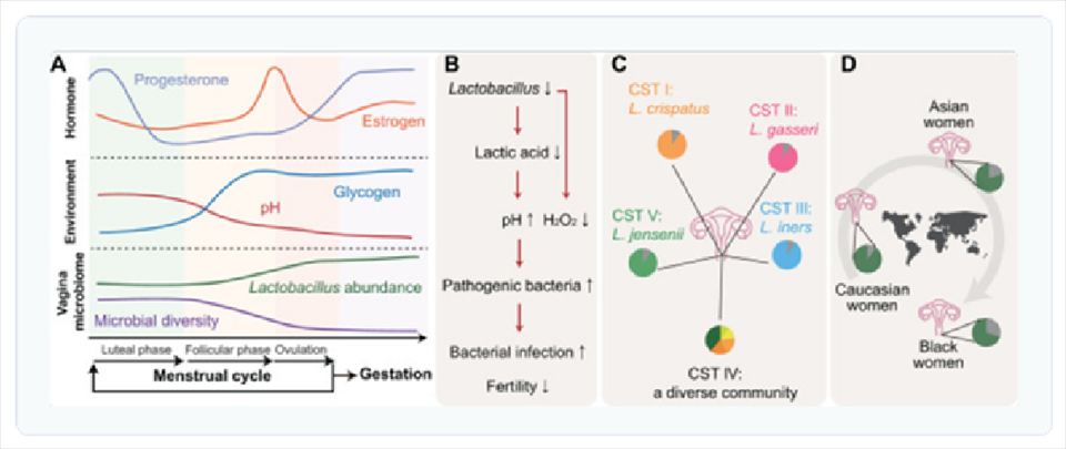 女性生殖路（FRT）における微生物の特徴