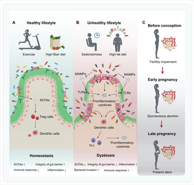 生活習慣が腸内マイクロバイオームと生殖健康に与える影響