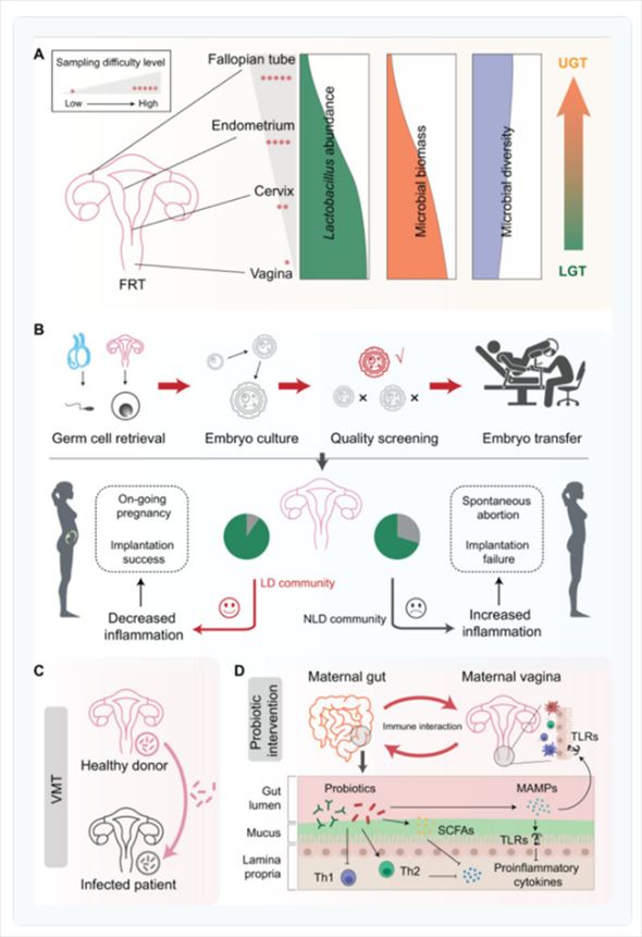 ARTにおけるマイクロバイオームと介入法