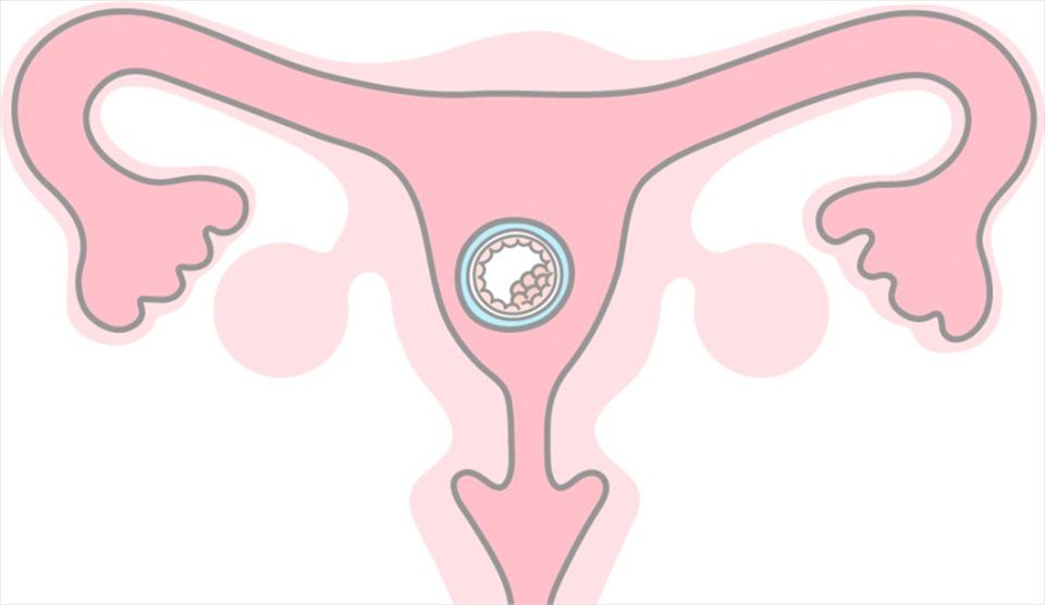 受精卵がふかふかの子宮内膜に着床し、妊娠が成立する